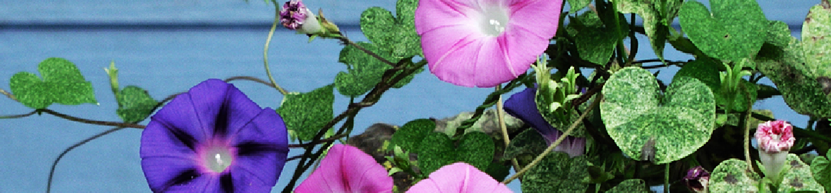 Dreamflower Works Morning Glory Blog